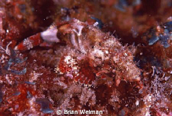 Juvenile Scorpion Fish by Brian Welman 